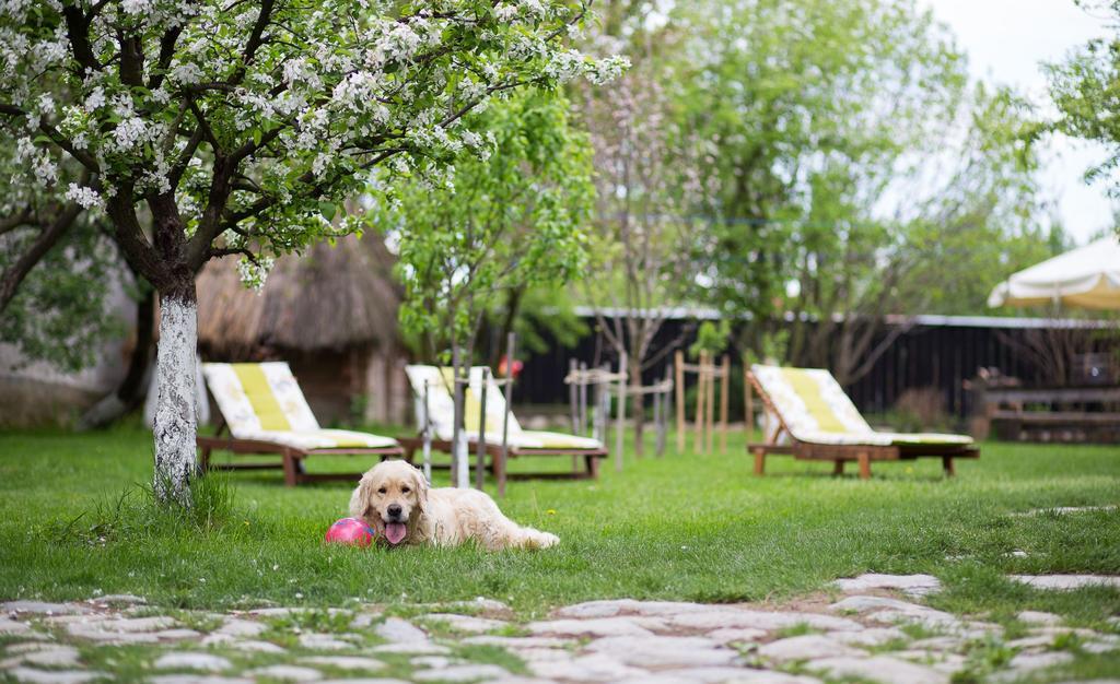 Casa Mosului - Transfagarasan Bed & Breakfast Cartisoara Luaran gambar