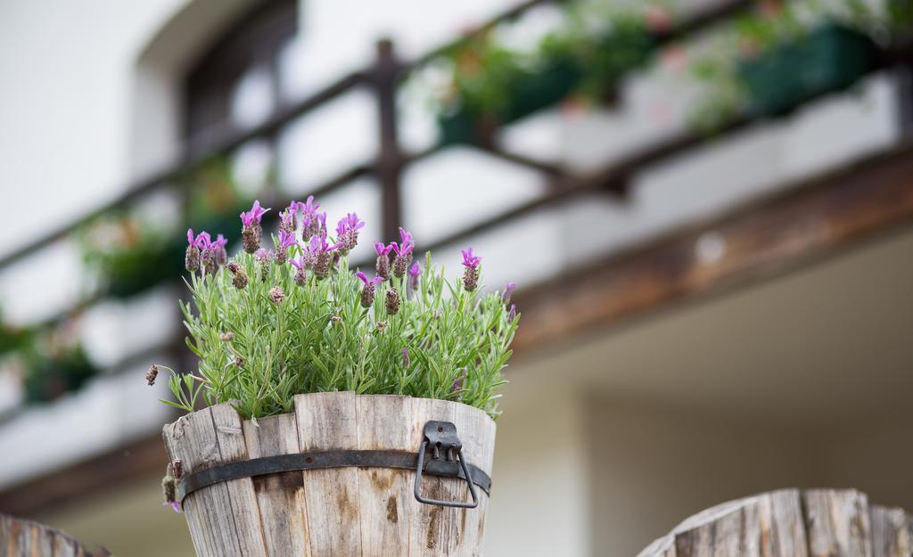 Casa Mosului - Transfagarasan Bed & Breakfast Cartisoara Luaran gambar
